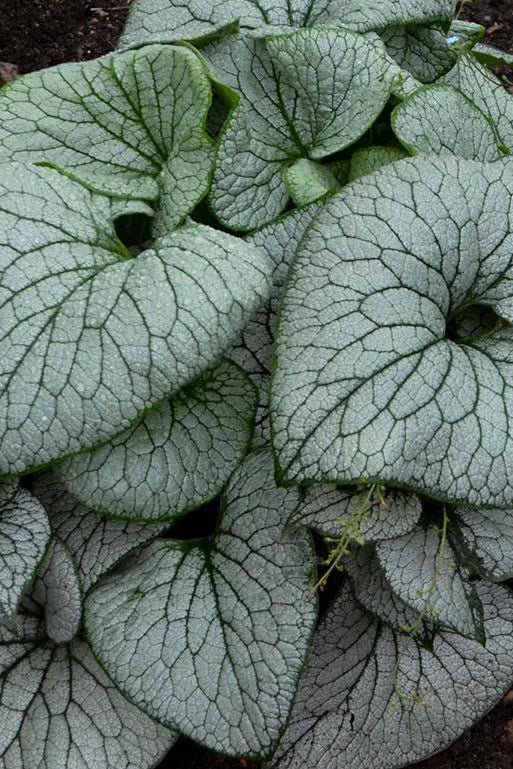 Brunnera m. 'Sterling Silver' detail of the leaves ©Hoffie Nursery