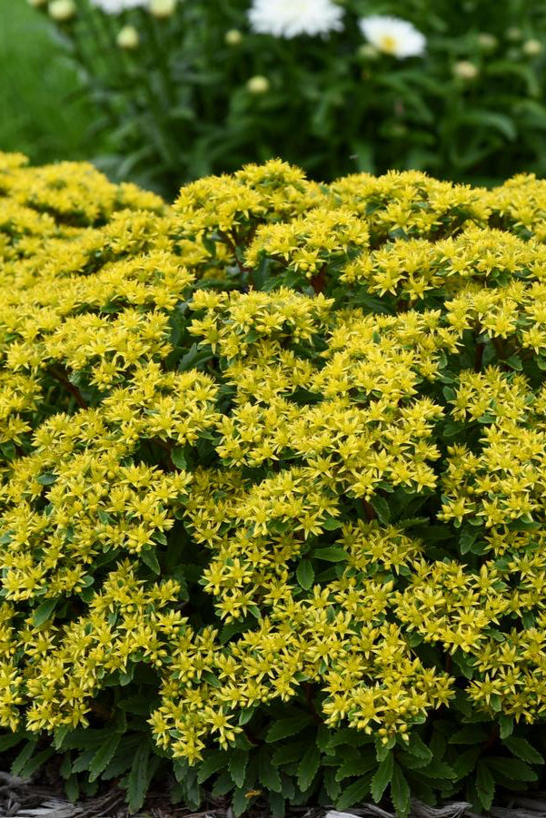Sedum 'Rock 'n Round Bright Idea' planted in mass and blooming ©Hoffie Nursery