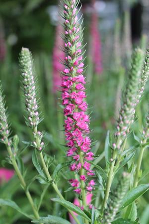 Veronica spicata 'Red Fox' in bloom and showing the flower up close ©Hoffie Nursery