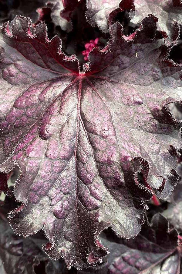 The dark purple black foliage up close of Heuchera 'Forever Midnight' ©Hoffie Nursery