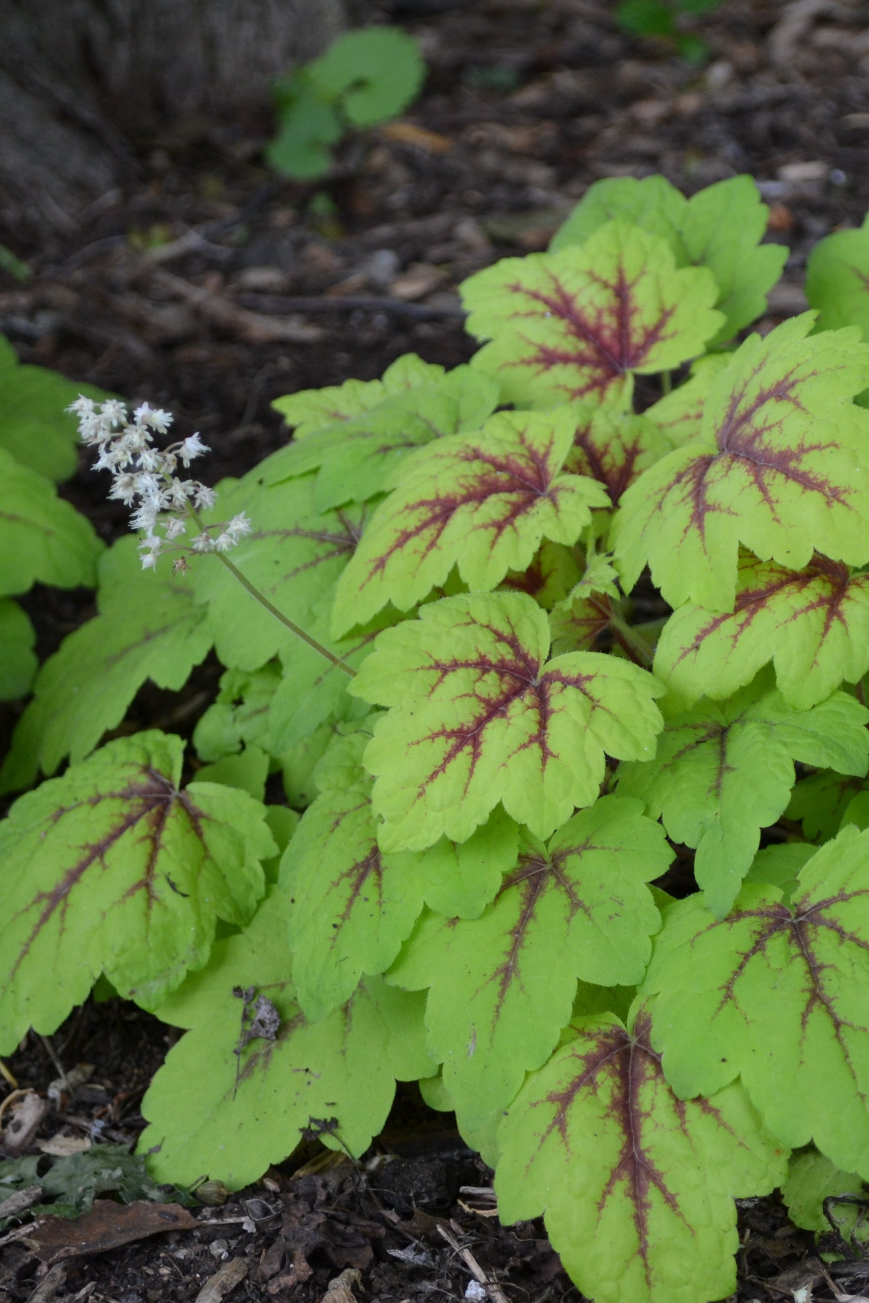 Heucherella 'Stoplight' in bloom at the Morton Arboretum ©Hoffie Nursery