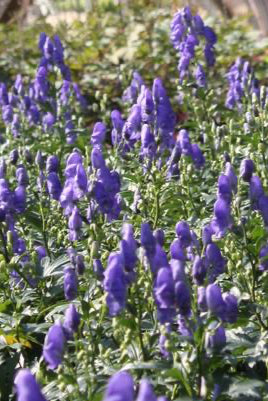 Aconitum fischeri planted in mass and blooming ©Hoffie Nursery