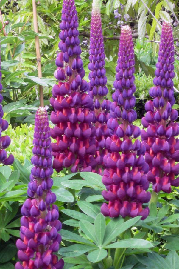 The gorgeous vivid purple with yellow fuchsia throated blooms of the Lupinus 'Westcountry Masterpiece' in full bloom in mass. ©Hoffie Nursery
