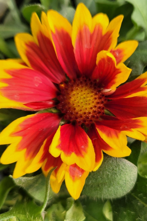 Gaillardia 'Arizona Sun' flower up close and in bloom with its bright red and yellow ©Hoffie Nursery
