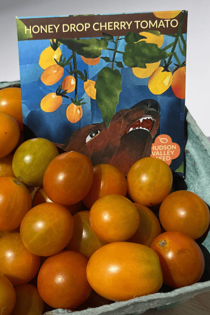 Honey Drop Cherry Tomatoes in a cardboard box with a colorful label featuring a horse. ©Hudson Valley Seed Co.