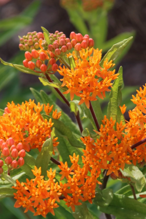 Butterflyweed plant up close in bloom ©Hudson Valley Seedsd