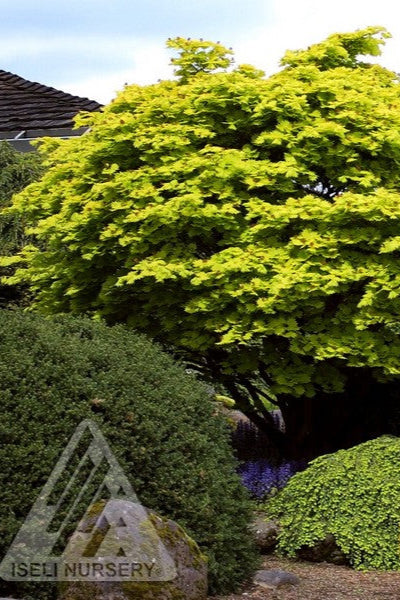 Acer 'Aureum' in the spring in the right background ©Iseli Nursery