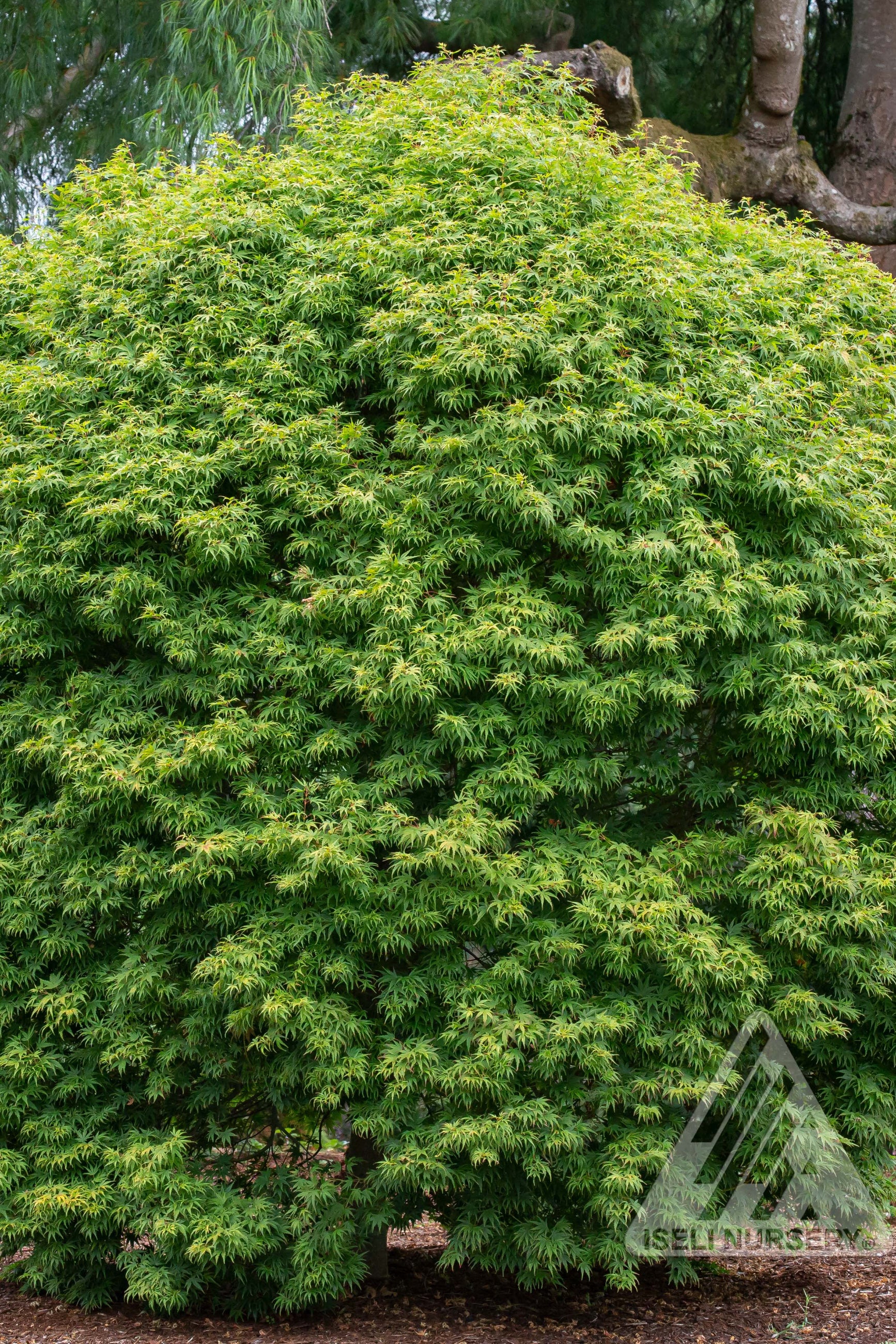 The Acer 'Origami' mature in size in the landscape and exhibiting its spring green color ©Iseli Nursery