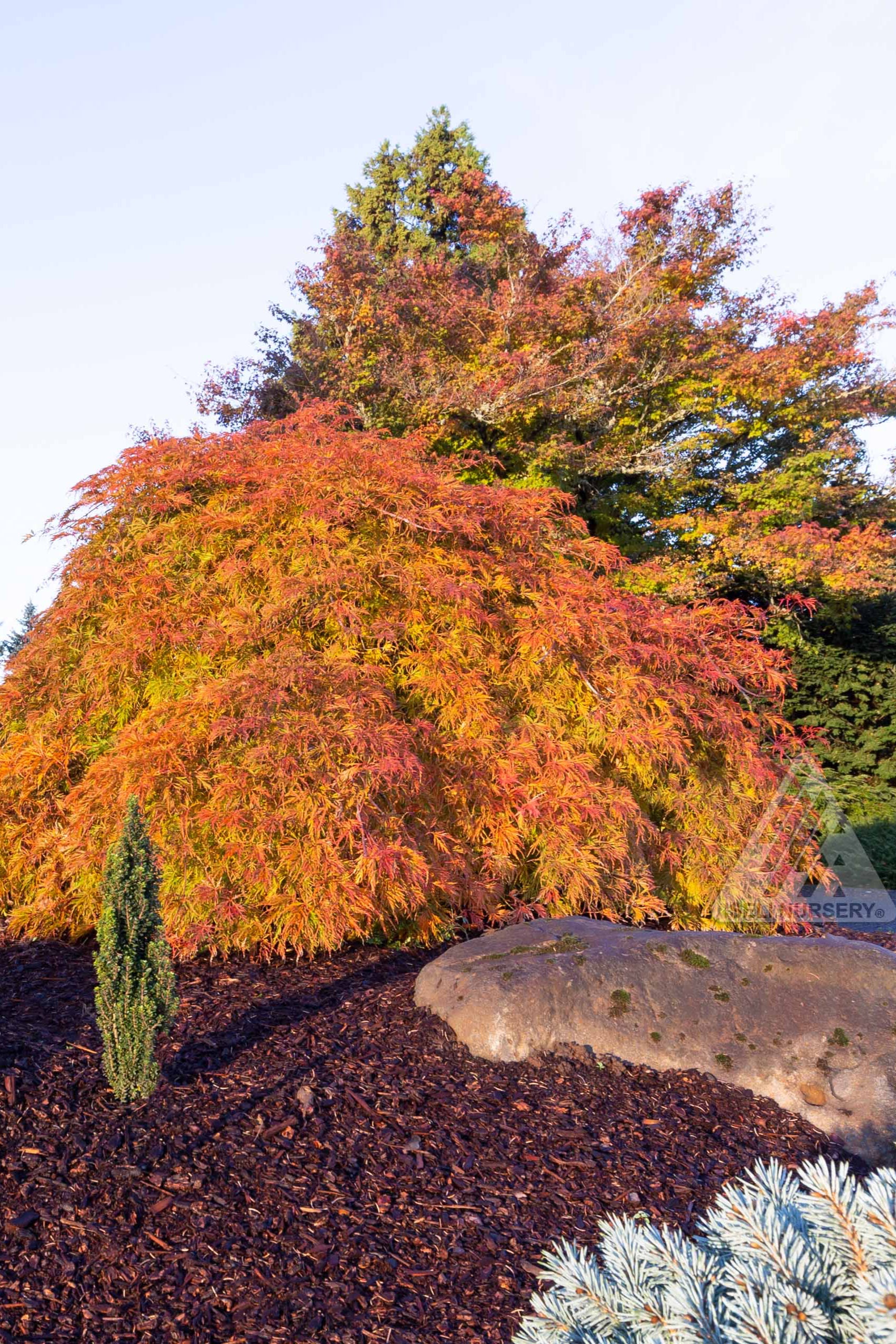 Acer 'Wabi Sabi' at a mature age in its fall color of auburn tones ©Iseli Nursery