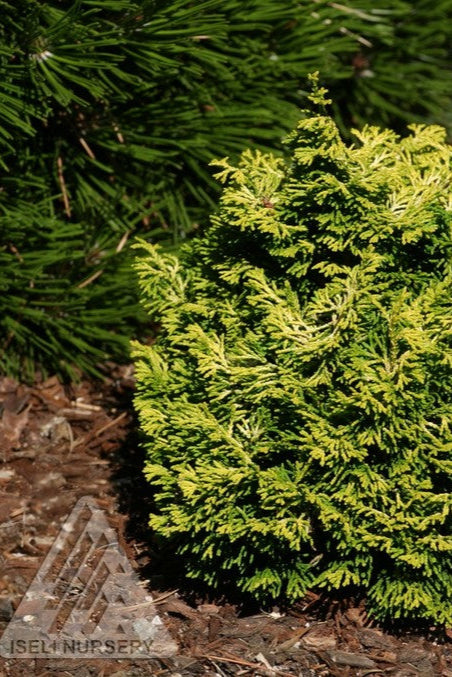 CHamaecyparis 'Butter Ball' in the landscape ©Iseli Nursery