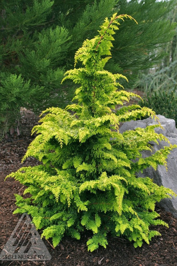 CHamaecyparis 'Fernspray Gold" planted in the landscape ©Iseli Nursery