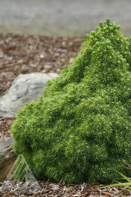 Picea 'Humpty Dumpty' planted in the landscape ©Iseli Nursery