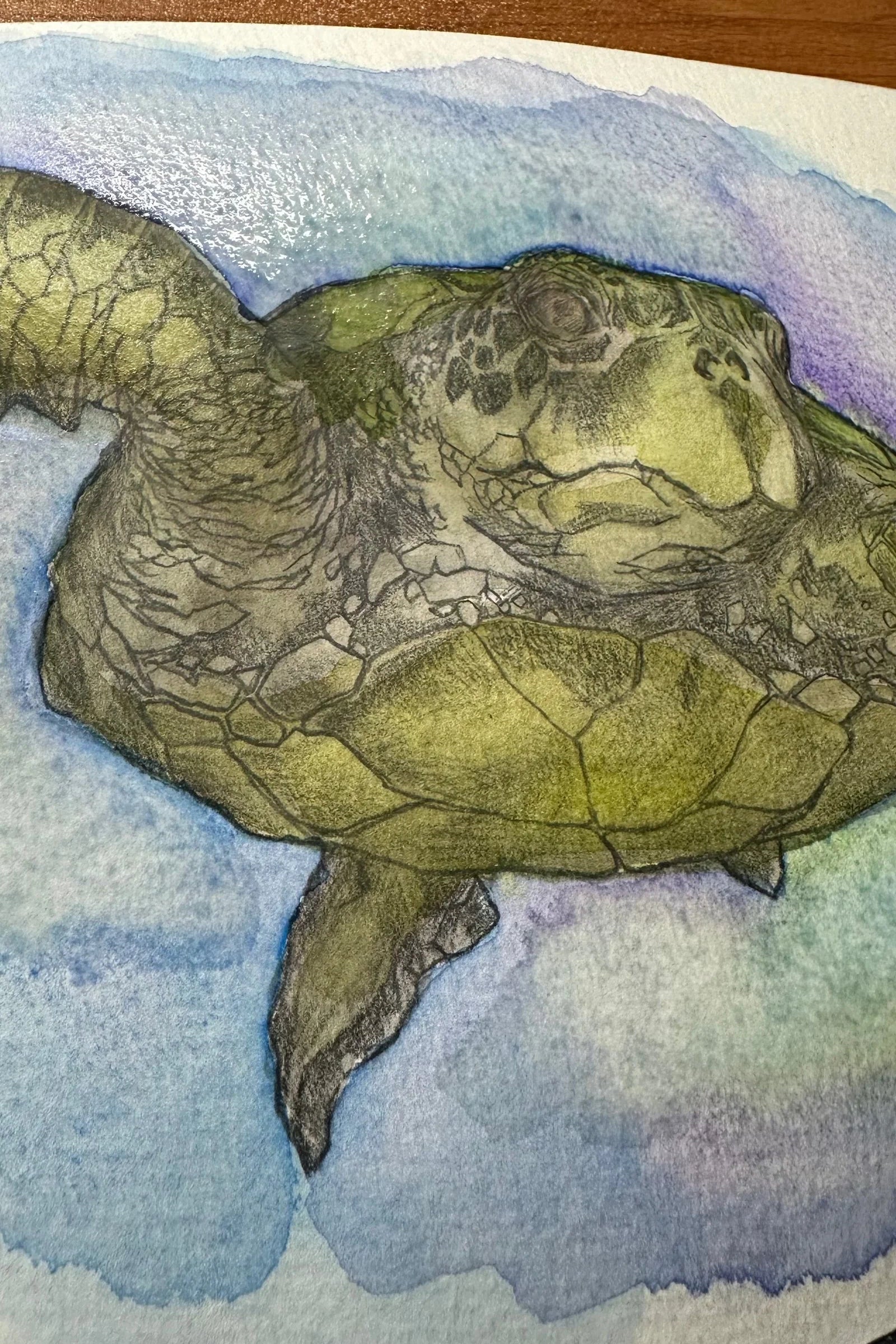 Illustration of a turtle on a watercolor background ©Mannahatta Pencil Co.