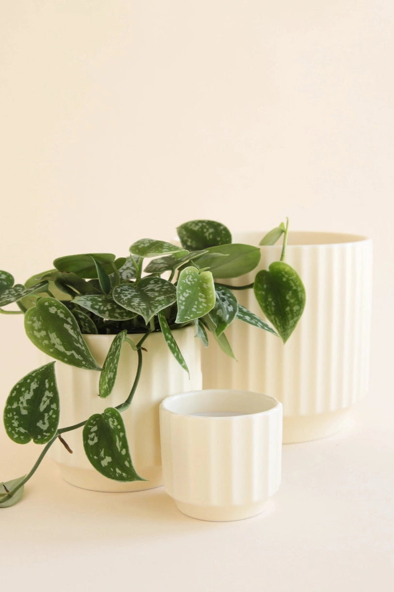 Three Monroe Planter Vintage White pots on a light beige background ©Jungle Club
