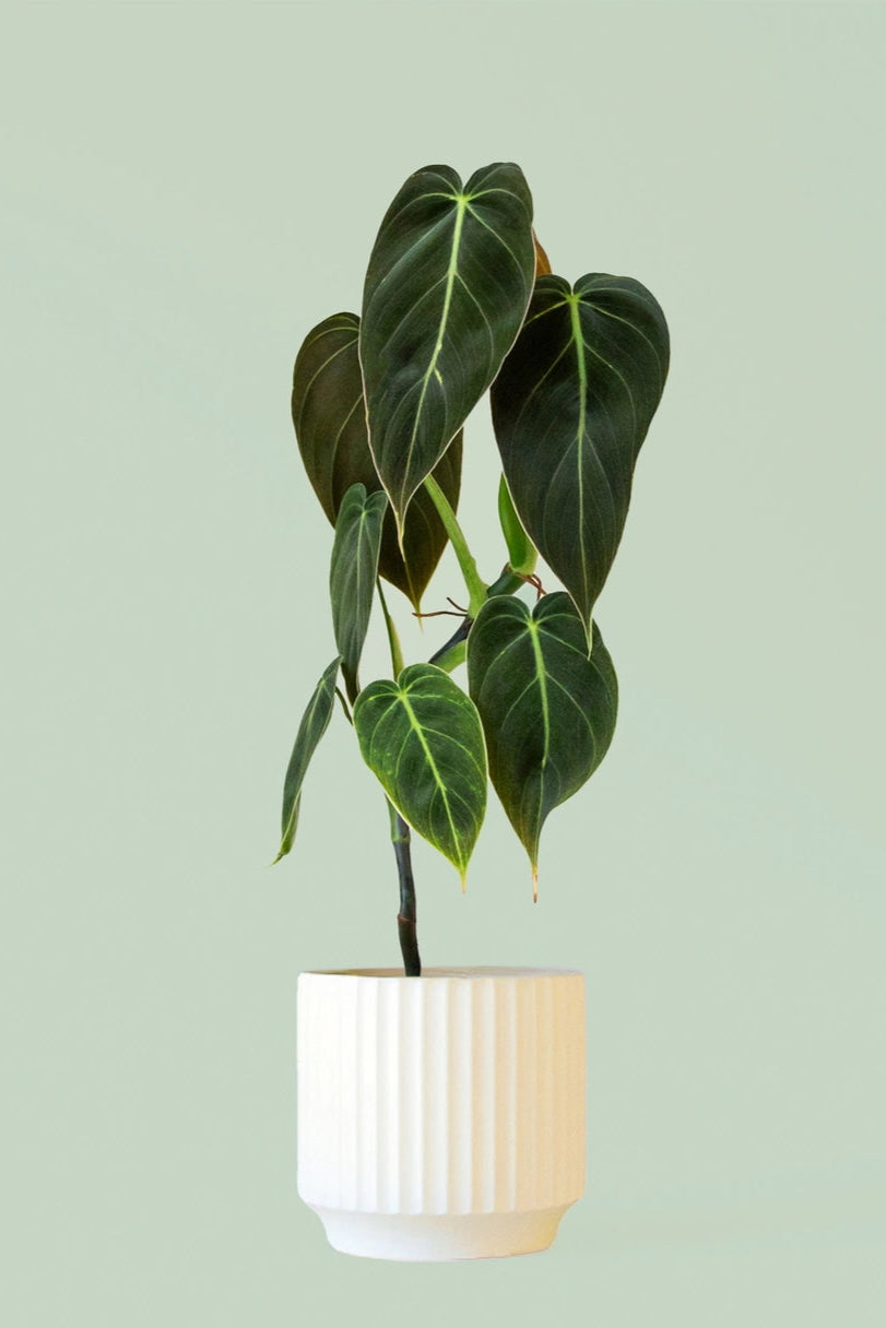 Potted plant with green leaves on a light green background in a Monroe Planter Vintage White ©Jungle Club