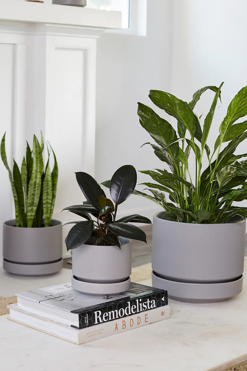 Three potted plants in Round Two Gray pots on a table with a book titled 'Remodelista' in a home setting. ©Revival Ceramics