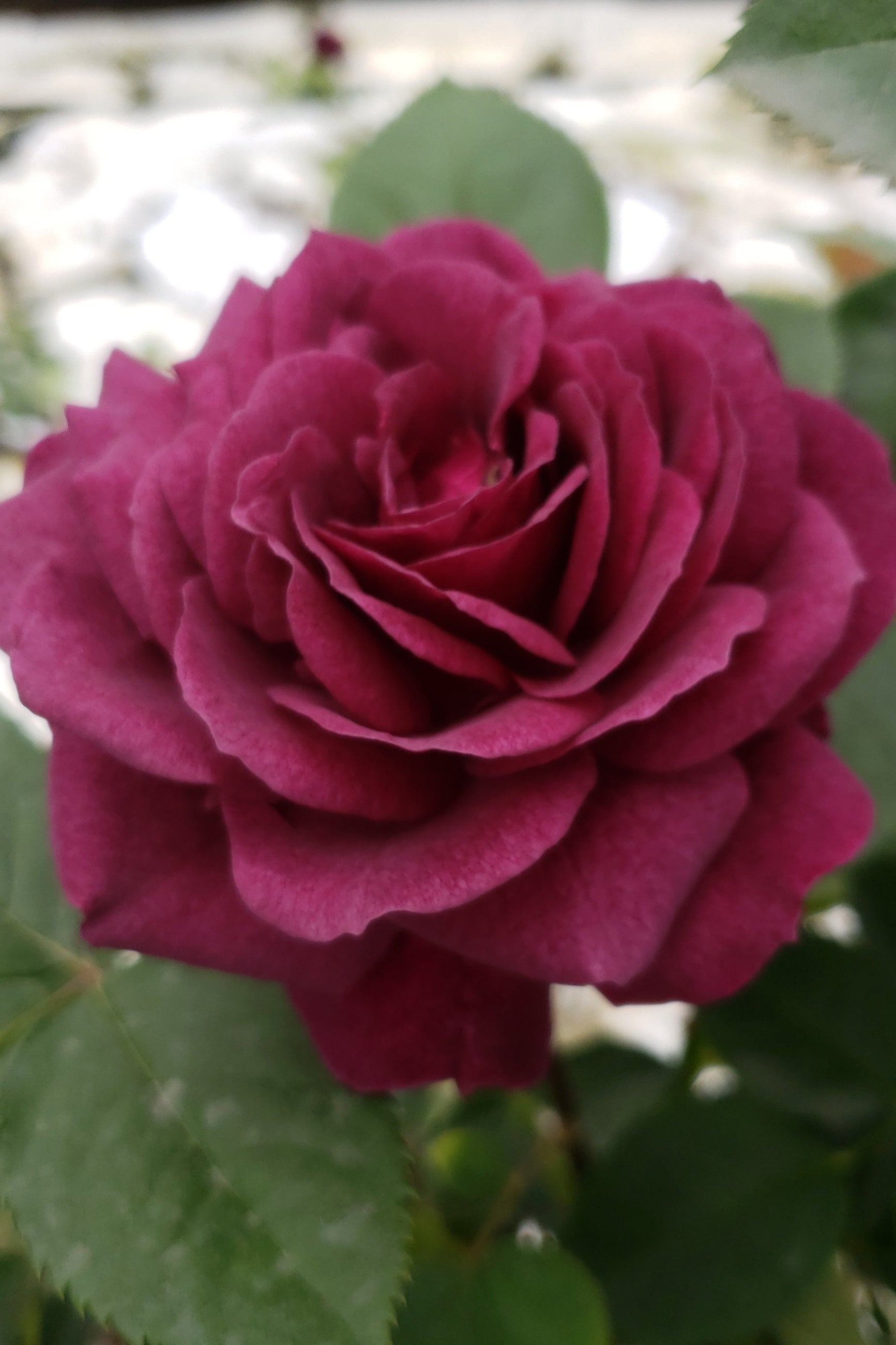 Ebb Tide rose in bud and bloom with its ruffled purple pink flowers up close ©Lincoln Nurseries