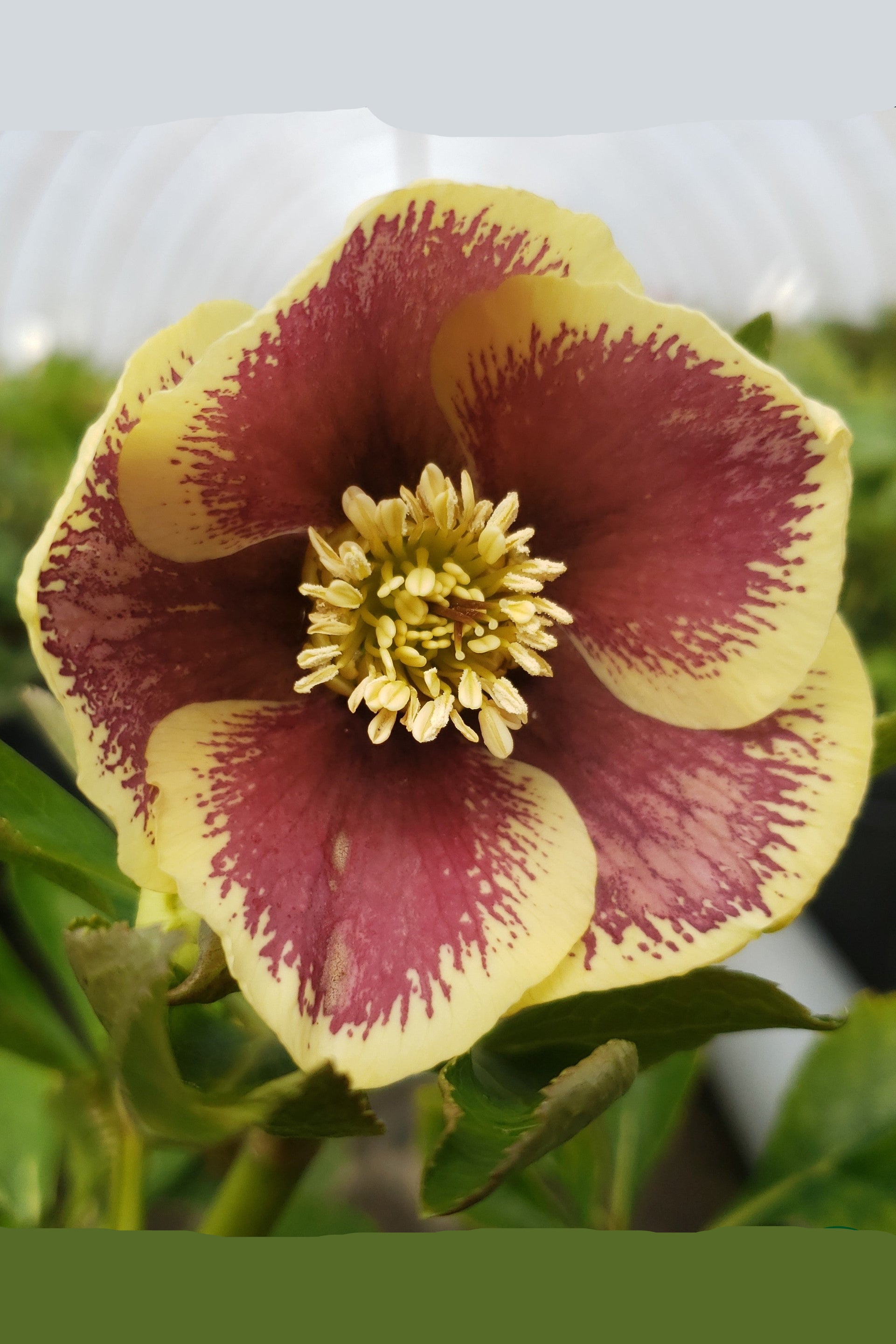 Close-up of a yellow and red flower of Helleborus 'Rio Carnival' with green leaves in the background ©Lincoln Nurseries