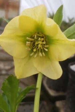 Helleborus 'California Dreaming' open yellow flower open and up close ©Lincoln Nursery