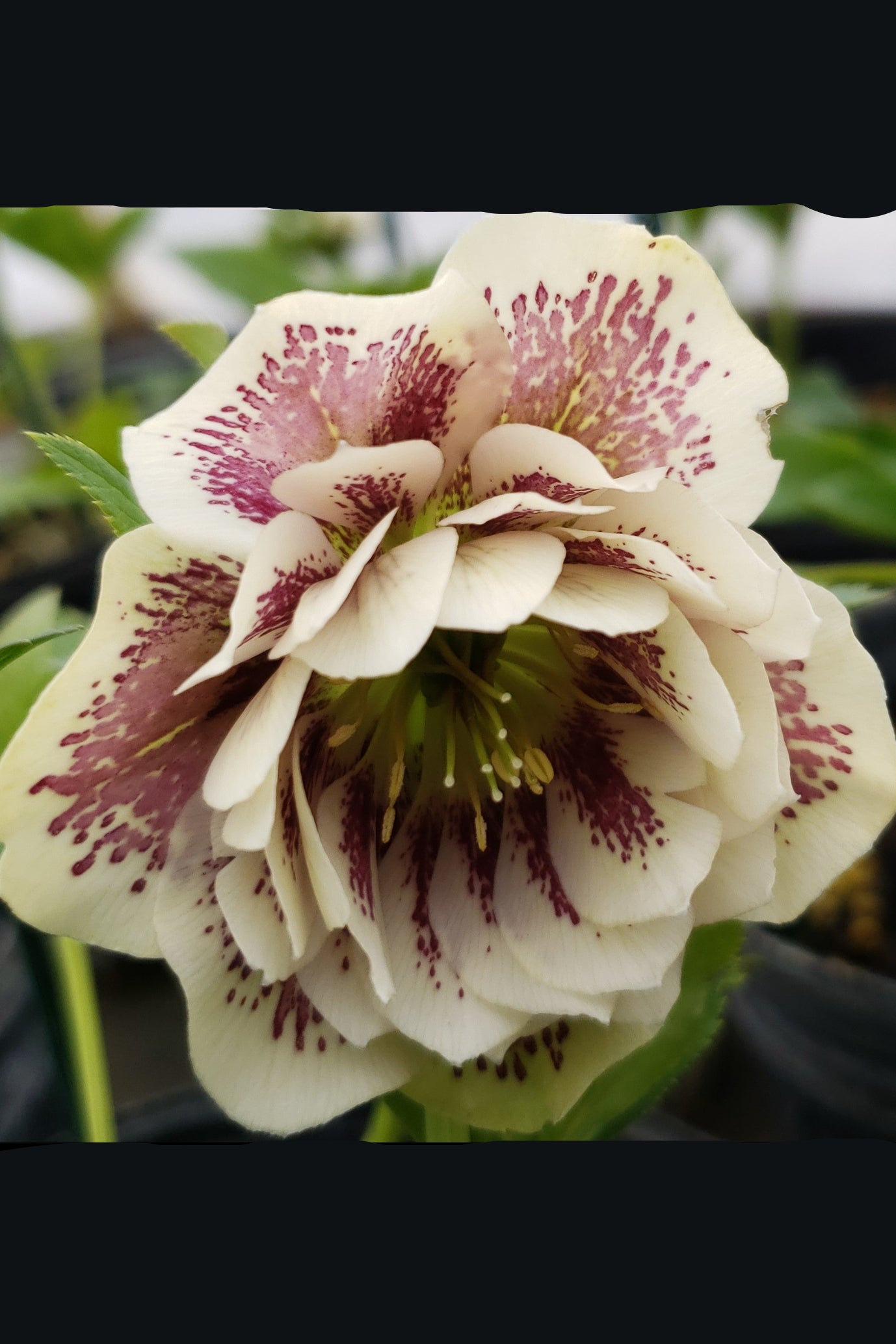 Helleborus 'Shotgun Wedding' flower in bloom and up close with its cream with burgundy speckled petals ©Lincoln Nurseries