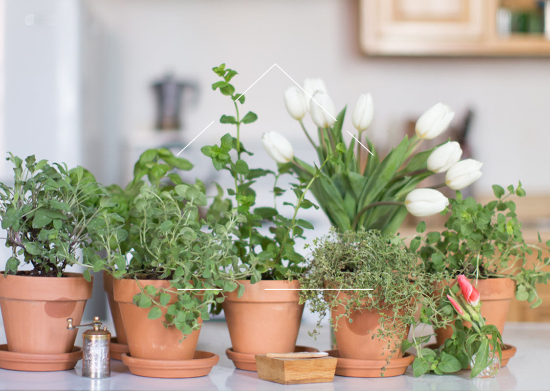 a row of terra cotta planters potted with herbs and a white tuplip on a kitchen counter