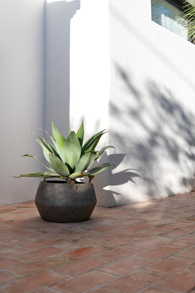 Potted plant in a Harley Low Pot Diorite Grey on a tiled floor with a white wall in the background ©Pottery Pots