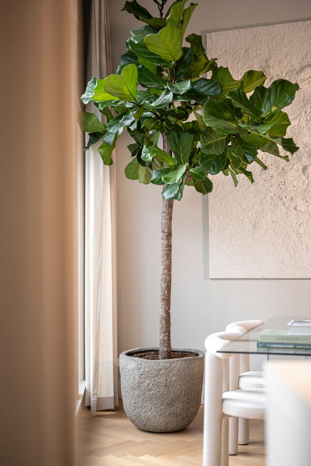 Potted fiddle leaf fig plant in a Mt. Russell Pot Diorite Grey in a room with a table and chairs. ©Pottery Pots