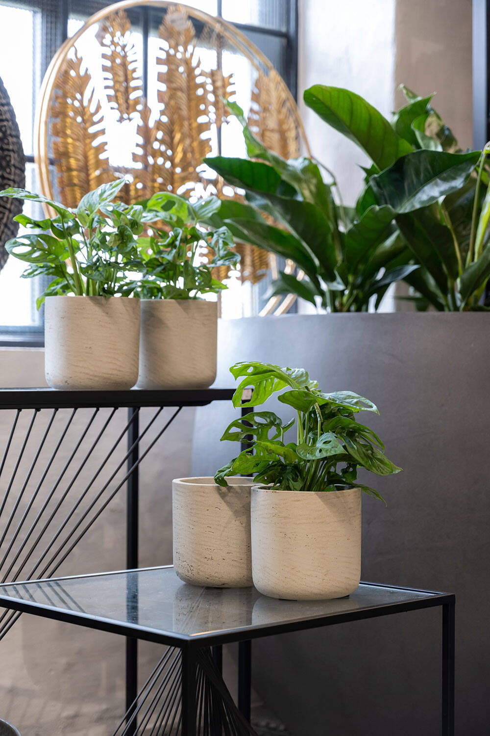 Various potted Pottery Pots Charlie Pots in Washed Grey in front of a window on two different table heights.