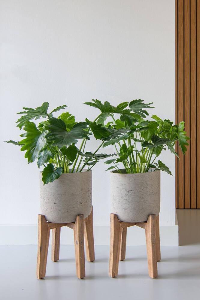 Grey Charlie Pot on Stand by Pottery Pots with plants inside sitting in a white room.