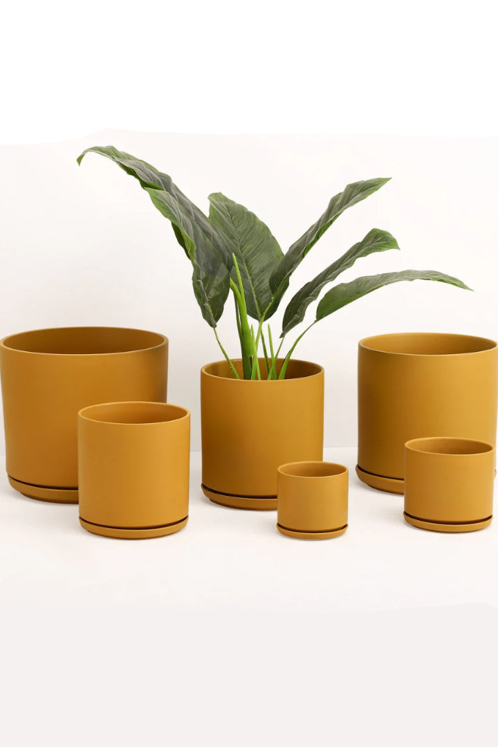 A set of yellow planters and saucers on a white wall ©LBE Design