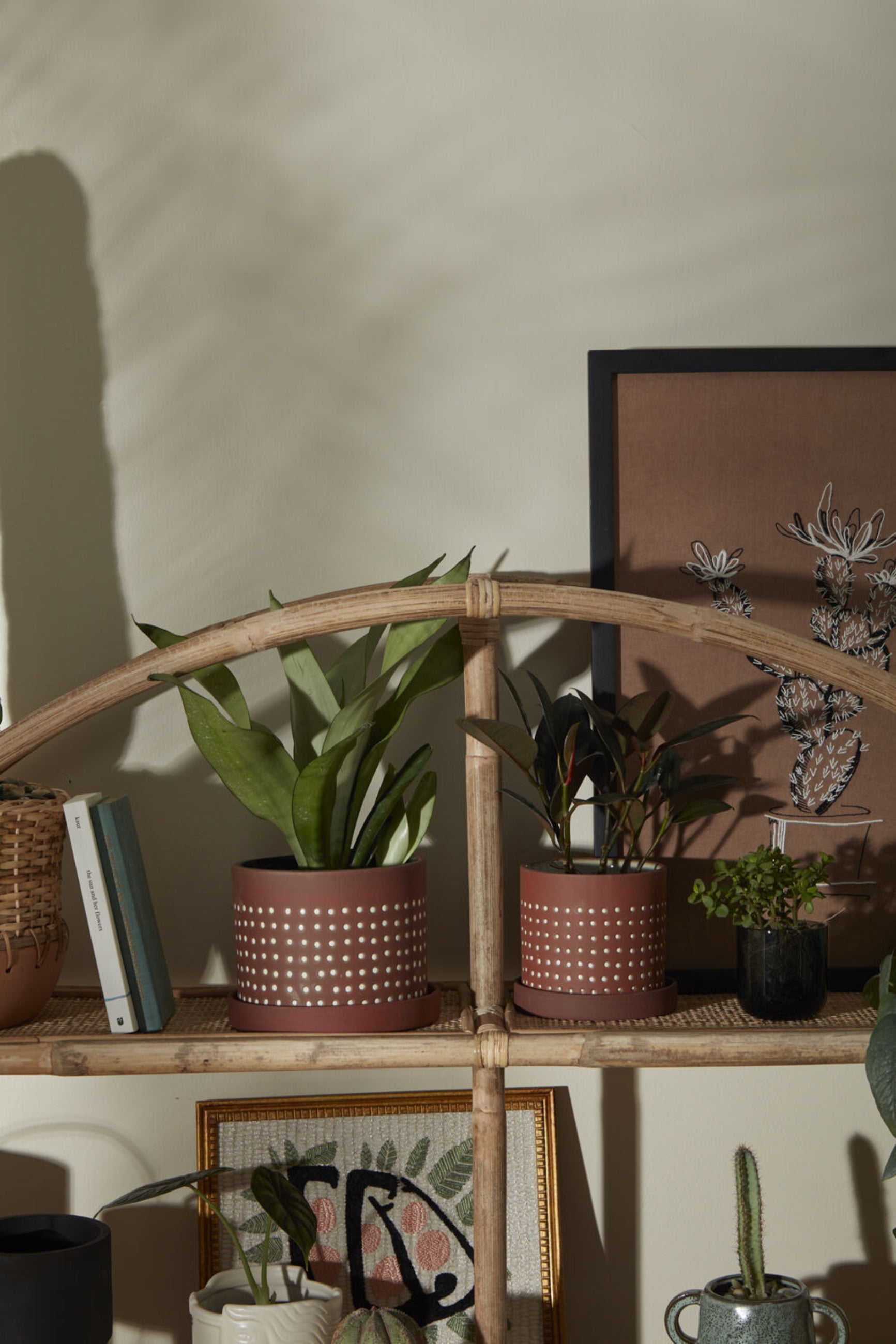 Two potted Salamanca pots on a wicker shelving system amongst books, other plants and framed prints.