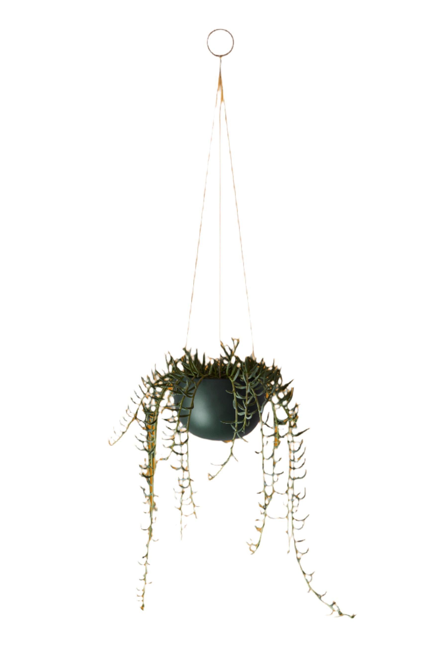 Small green Clifton Planter by Aaron Probyn with a hanging succulent. @ Aaron Probyn