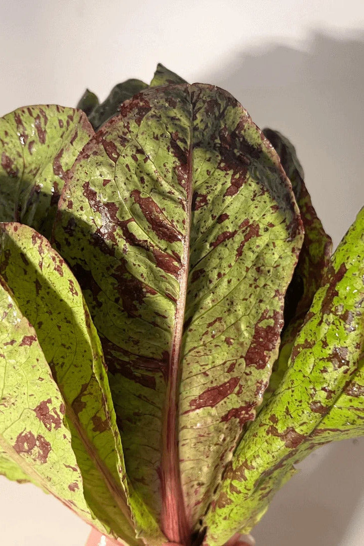 Close-up of a Spotted Trout Lettuce on a white background ©Hudson Valley Seed Co.