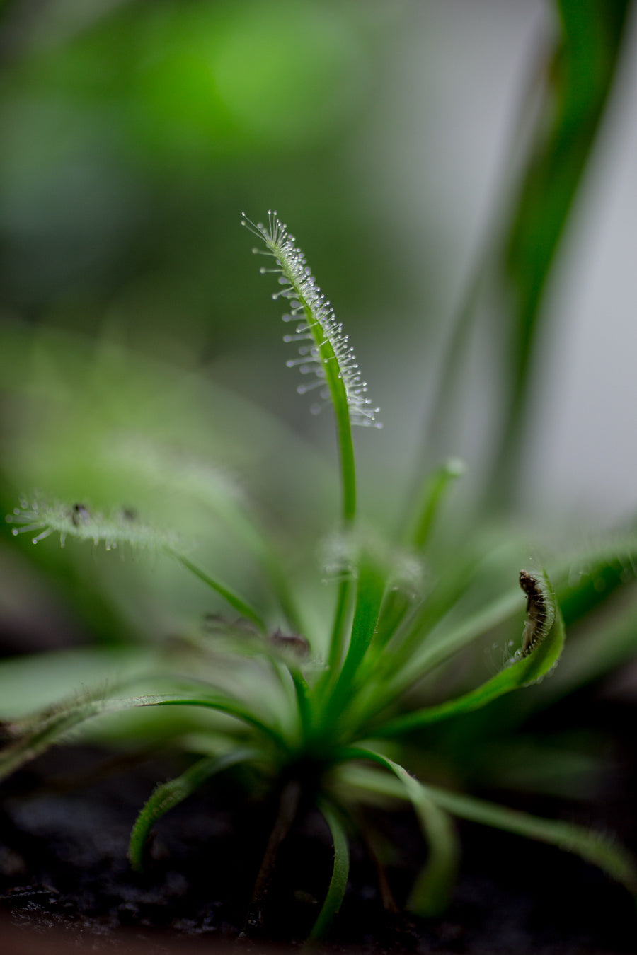 Close-up of a carnivorous sundew plant with a blurred green background ©Sprout Home