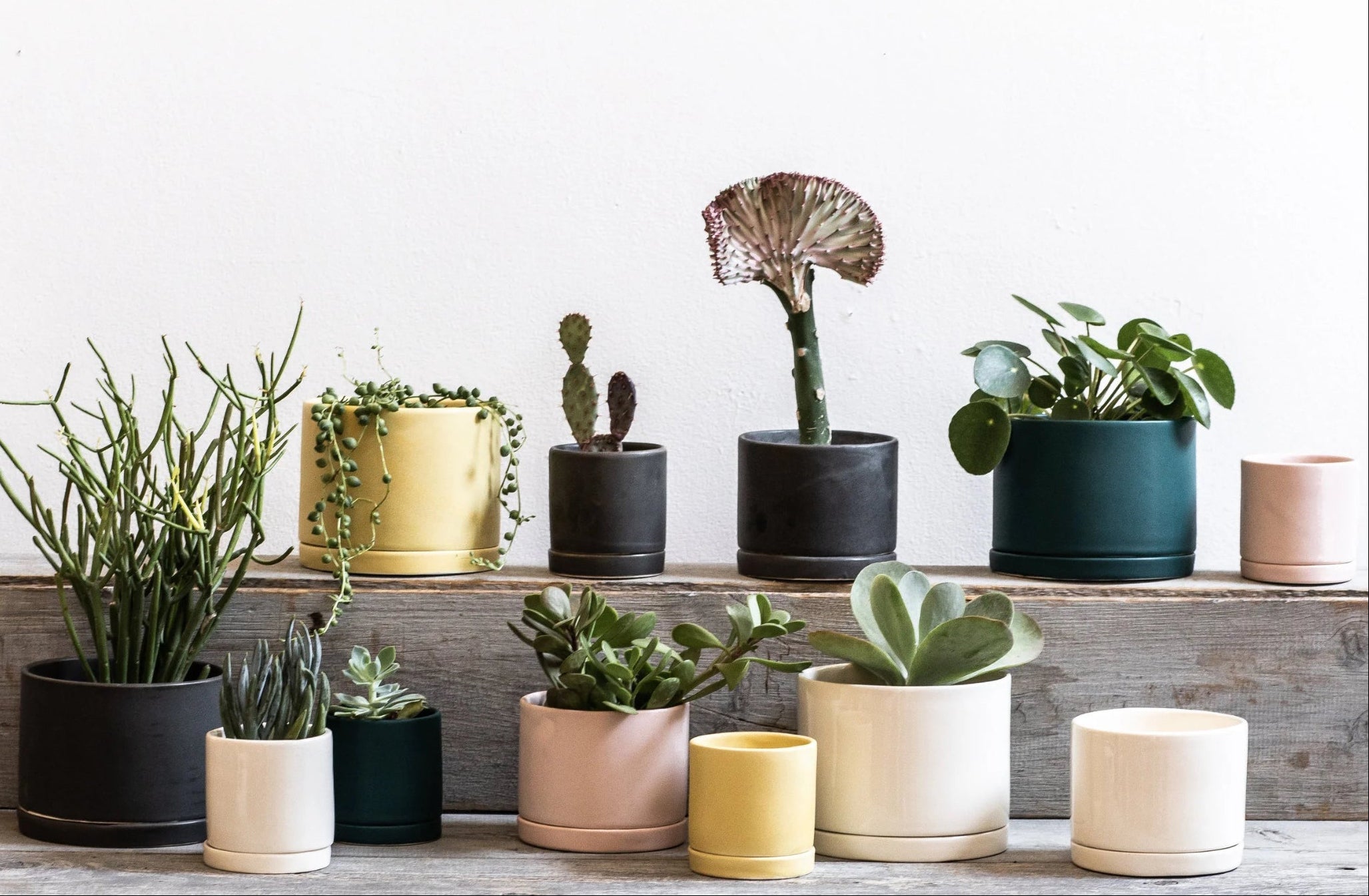 Row of various potted plants on a wooden shelf with a white background ©Tandem Ceramics