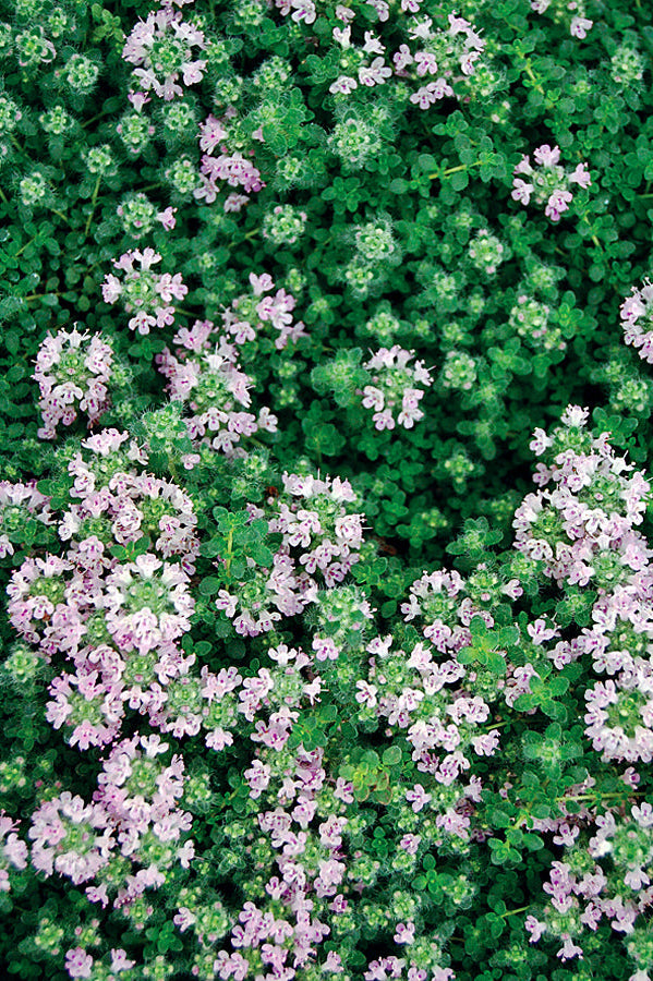 Close-up of pink flowers and green leaves of Thymus serpyllum 'Elfin' ©Hoffie Nursery