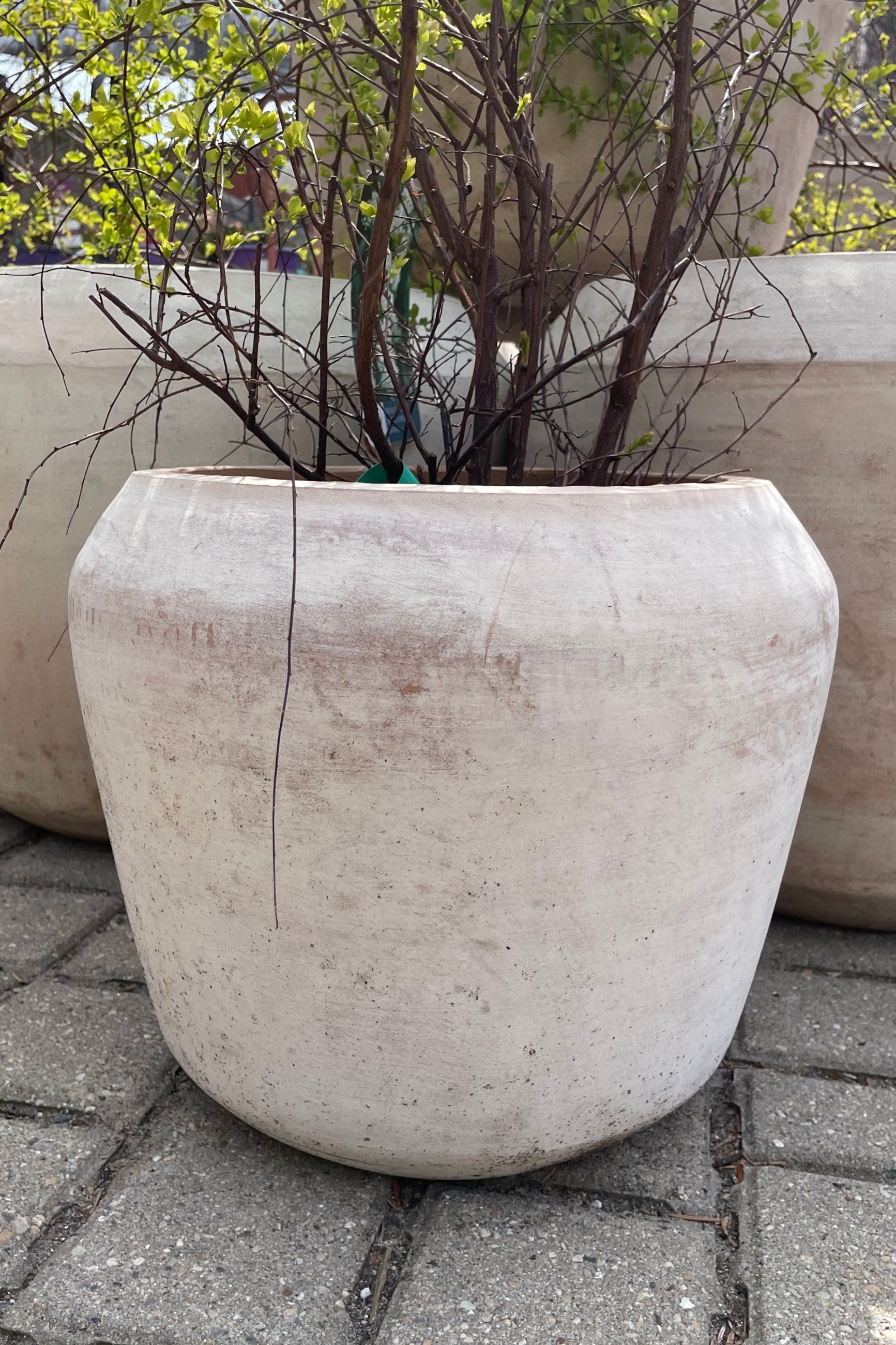 Cape unglazed planter small in the Sprout Home yard. ©Sprout Home