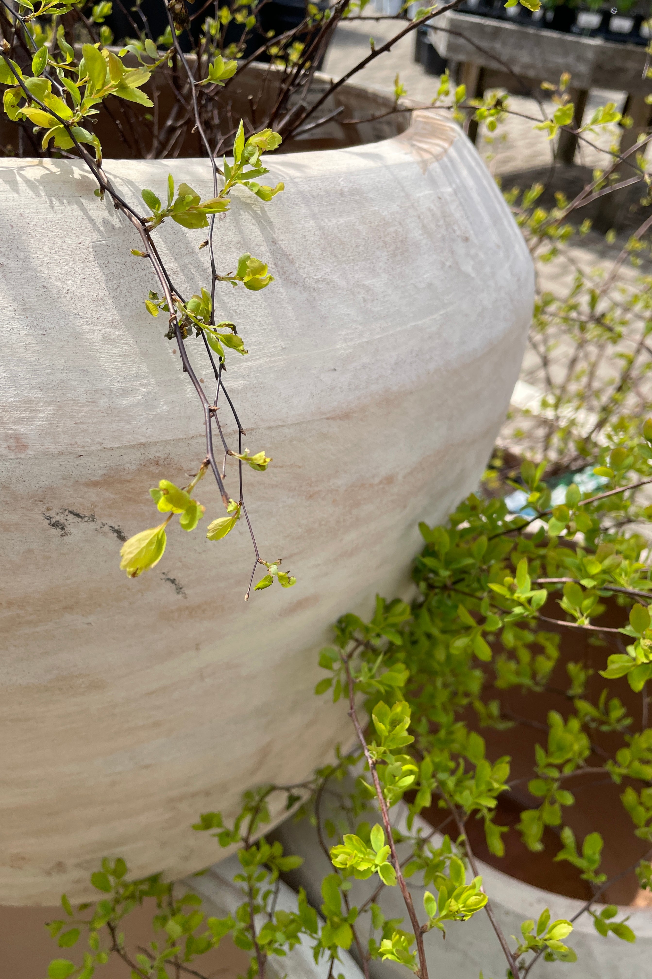 A detail picture of the Cape unglazed planter with plant material coming from inside.