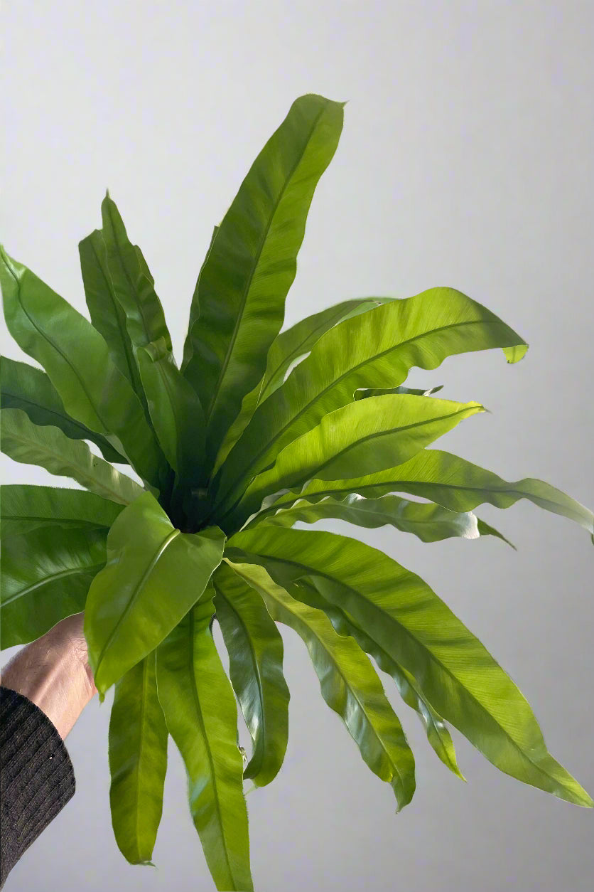 A hand holds a green plant against a soft gray wall. The plant has long narrow, undulating leaves. The plant is Asplenium antiquum. A bird's nest fern at Sprout Home. ©Sprout Home