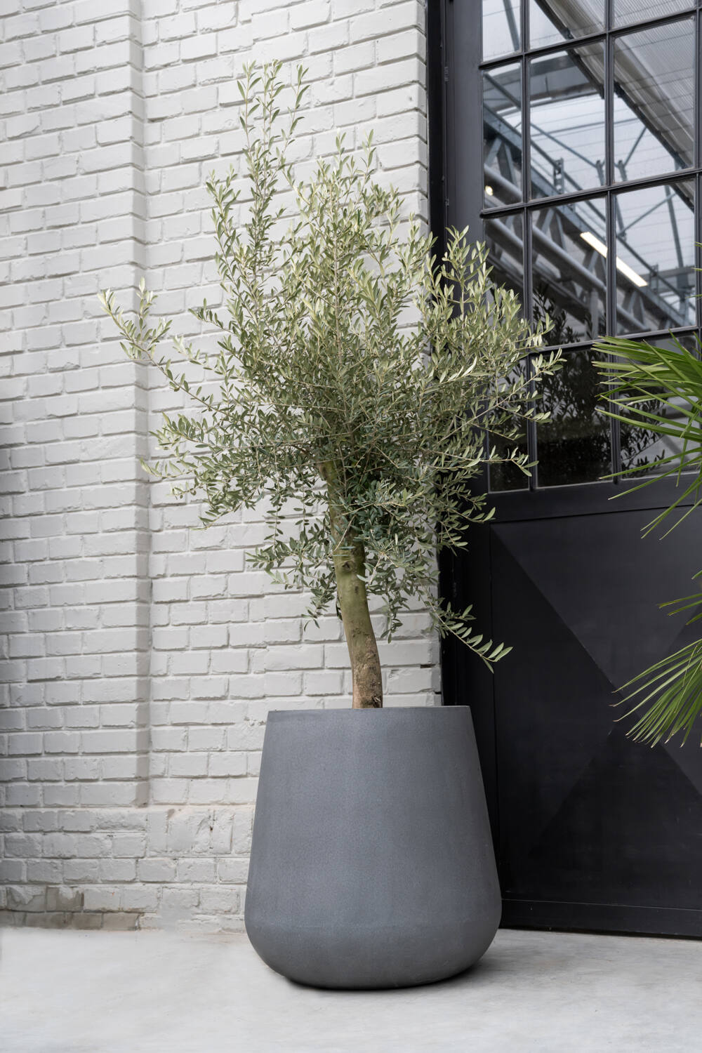 Pax Pot Fiberstone Grey by Pottery Pots potted with an olive tree outside against a black door and white brick.