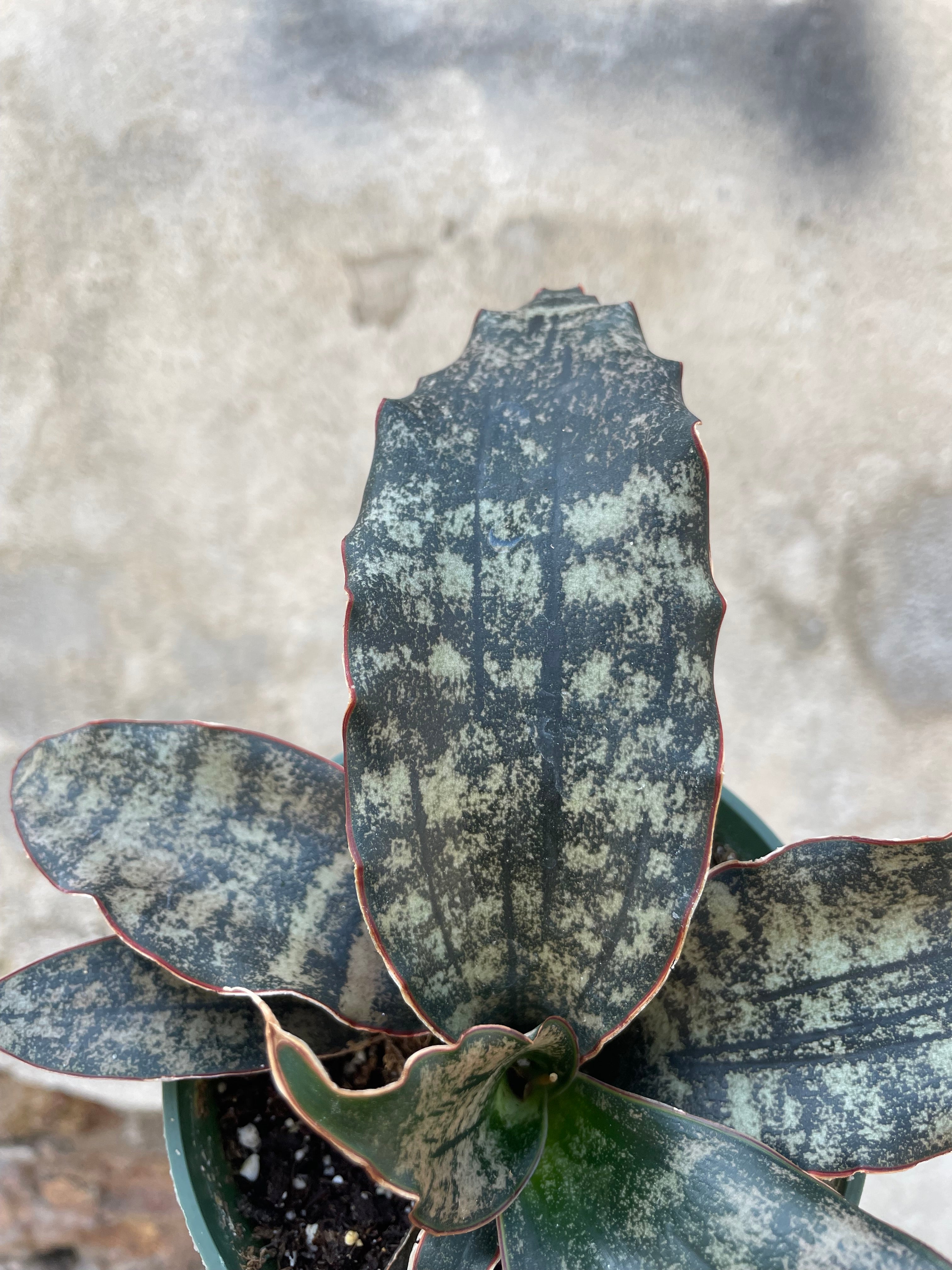 A detail picture looking in to the center of the Sansevieria 'Coppering' wooing is remarkable striated colorations on the leaves.