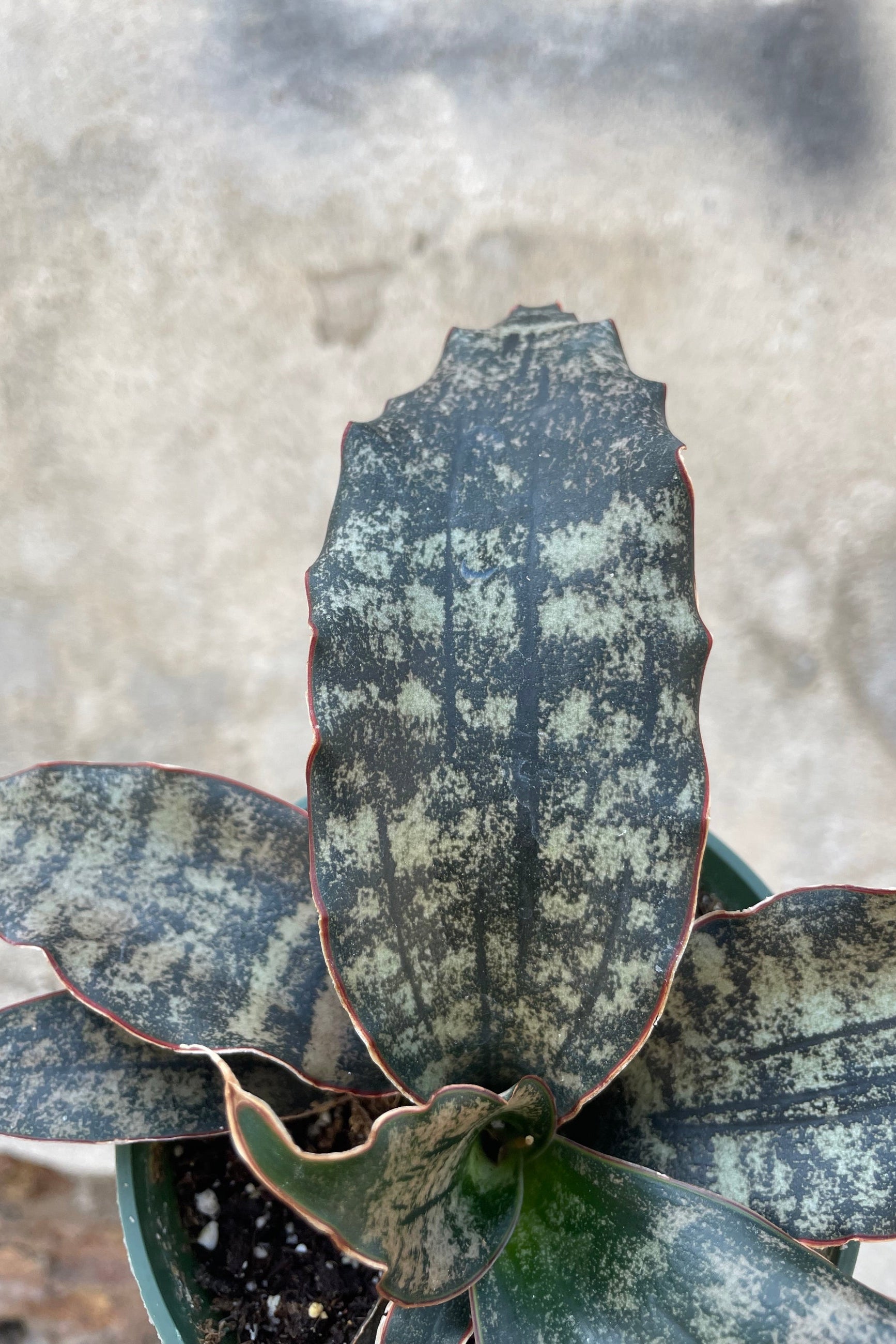 A detail picture looking in to the center of the Sansevieria 'Coppering' wooing is remarkable striated colorations on the leaves. ©Sprout Home