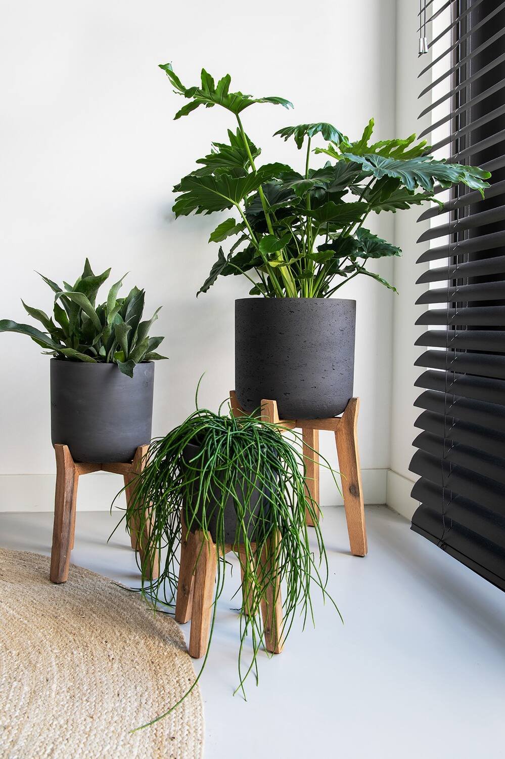 a series of various sized Pottery Pots Charlie pots on stands in black all potted and in a white room next to black slat shades.
