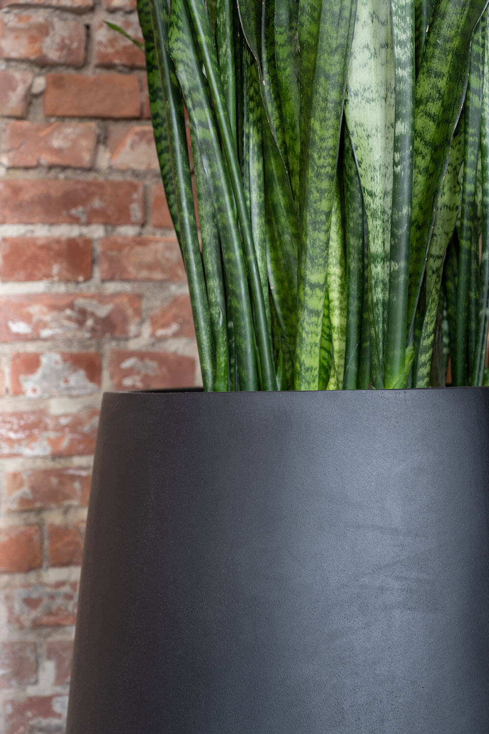 Detail of the rim and corner of the Pax Pot Fiberstone Black and a Snakeplant inside.