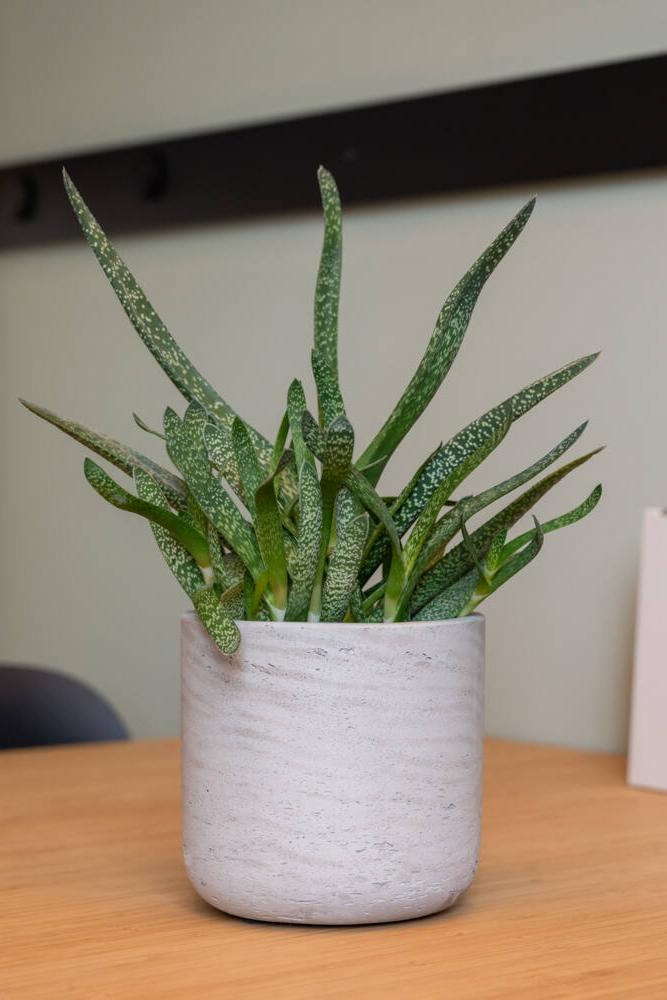 Pottery Pots Charlie washed grey pot with a succulent inside sitting on a wood desk.