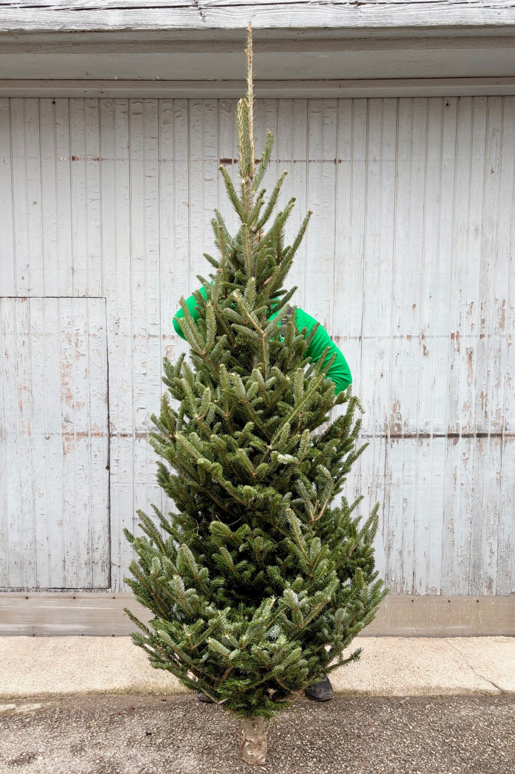 6-8' Fraser Fir cut tree in front of Grey wall ©Sprout Home