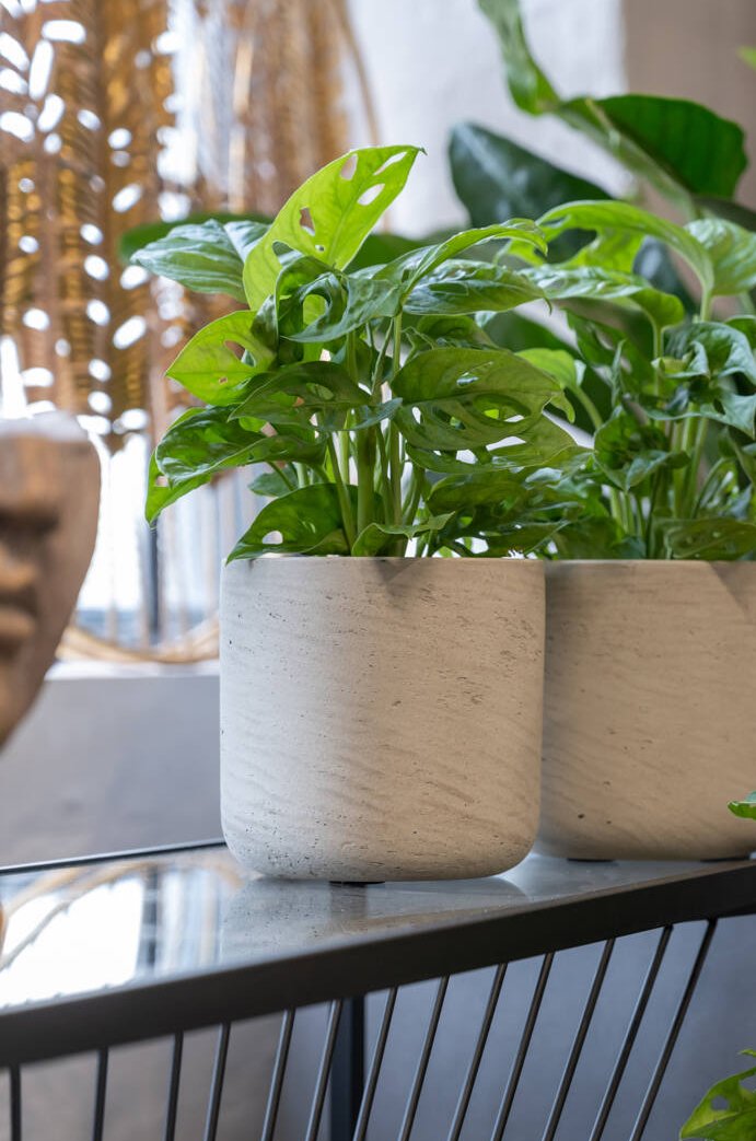 Pottery Pots Charlie washed grey pot potted with a green plant, sitting next to another of the same on a glass and metal table.