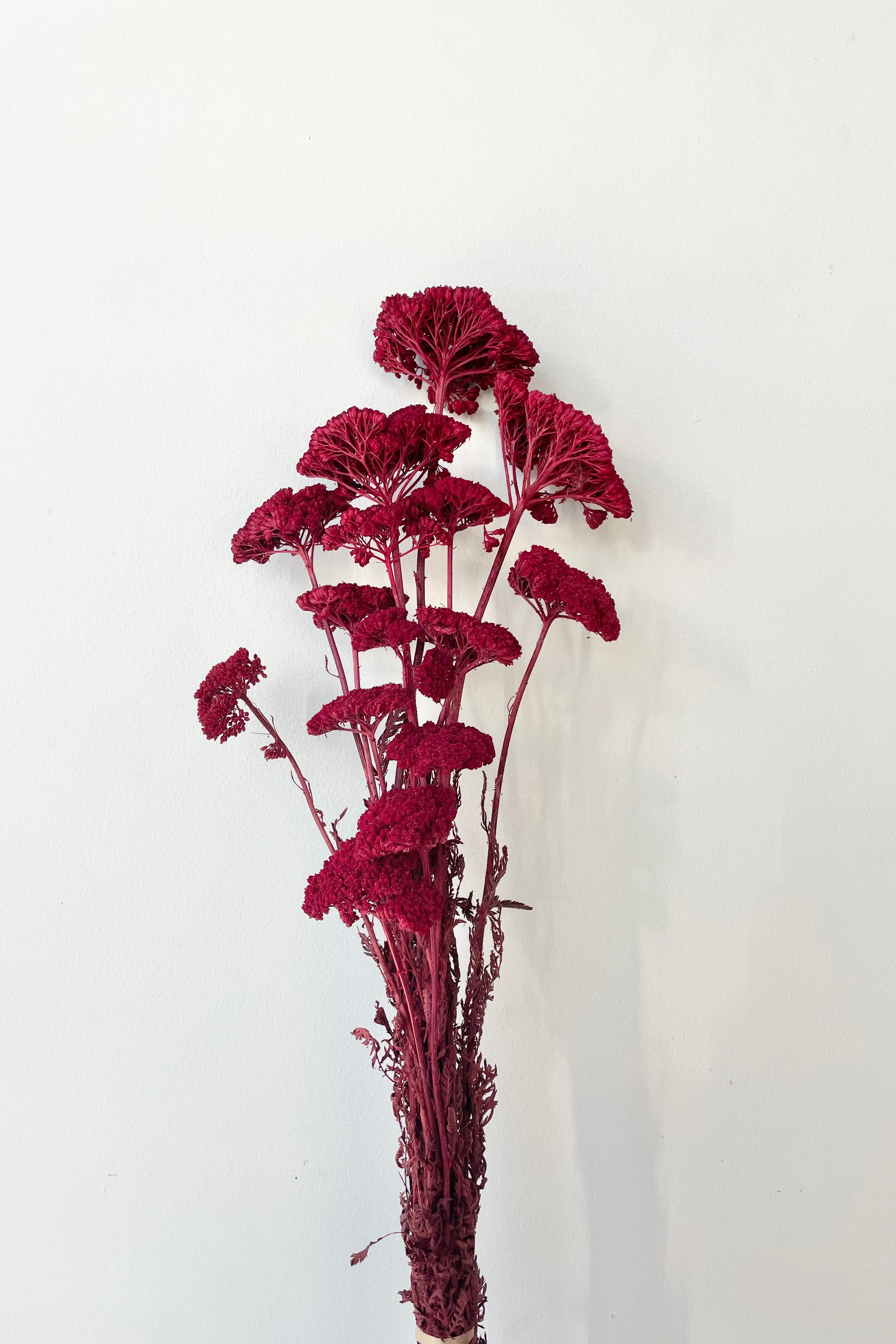 Burgundy dyed and preserved bunch of Achillea against a white wall.