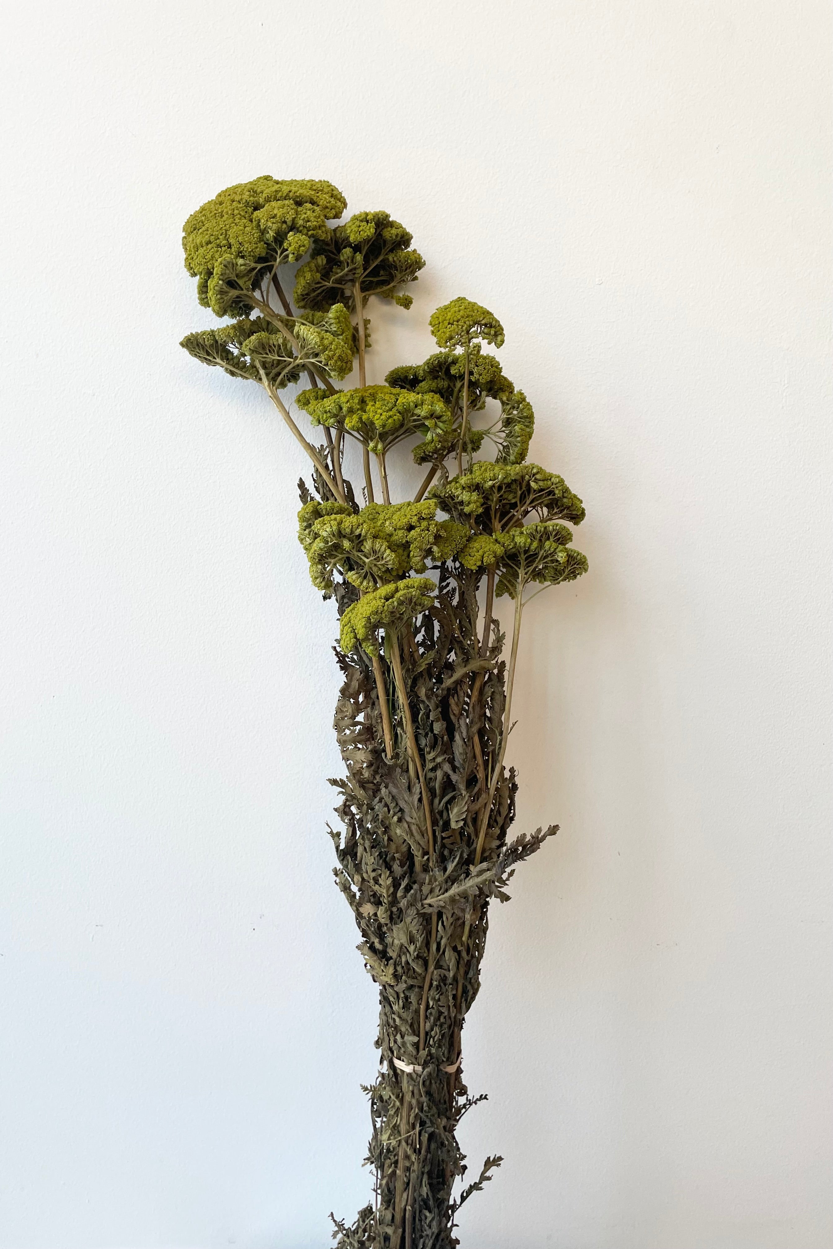 Light green colored preserved Achillea bunch against a white wall.