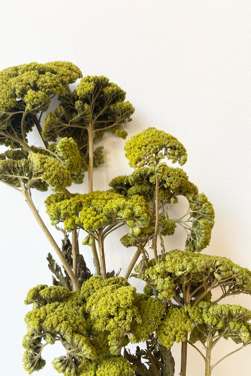Detail picture of a preserved light green Achillea flower head bunch.
